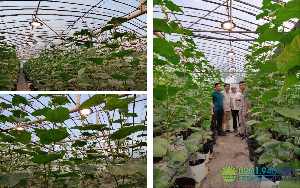 Vì sao nhà màng trồng dưa lưới thường thiếu sáng?