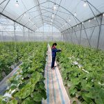 Lợi ích khi sử dụng bóng đèn led Rạng Đông trồng dưa lưới