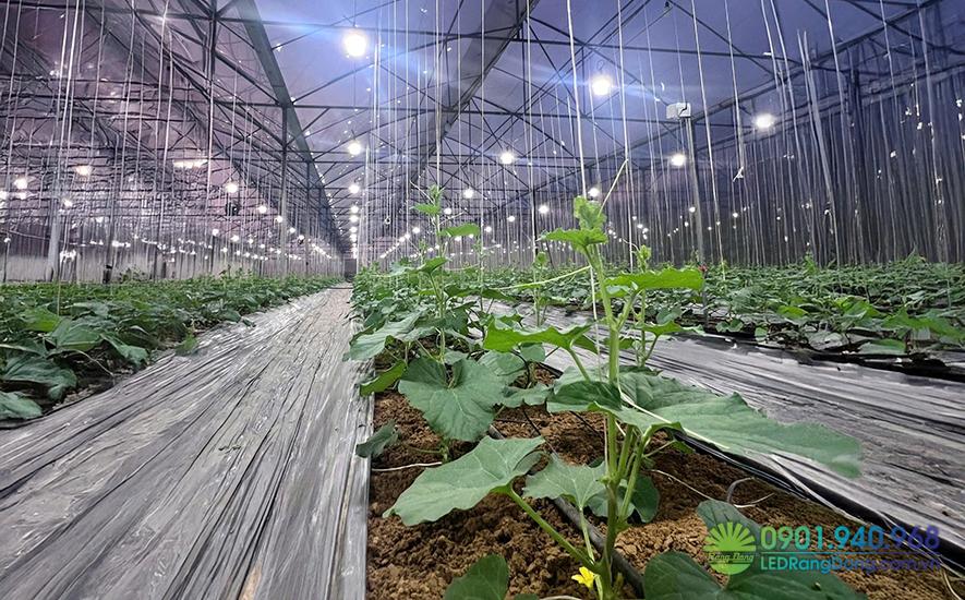 Kinh nghiệm chọn bóng đèn led Rạng Đông trồng dưa lưới theo quy mô