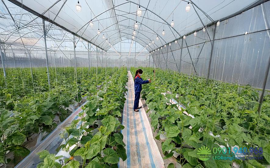 Lợi ích khi sử dụng bóng đèn led Rạng Đông trồng dưa lưới