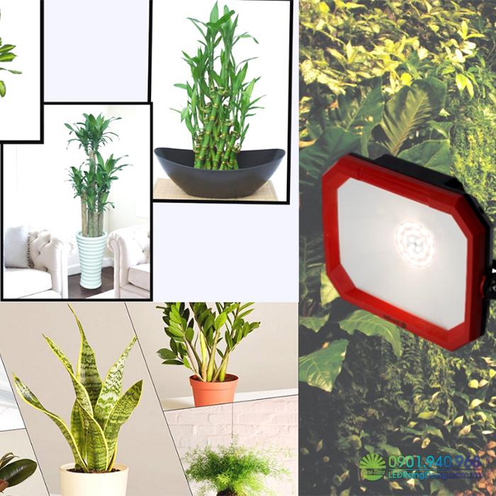 Đèn Rạng Đông quang hợp cho cây trồng trong nhà