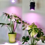Phân biệt đèn quang hợp cho cây và đèn chiếu sáng thông thường