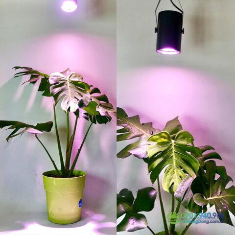 Phân biệt đèn quang hợp cho cây và đèn chiếu sáng thông thường